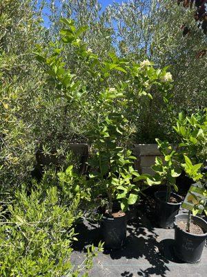 Lincoln Avenue Nursery