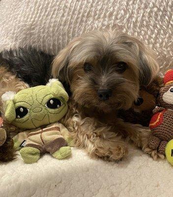 All Creatures Great and Small