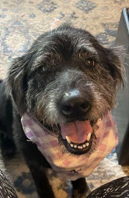A Handsome Hound Grooming Salon