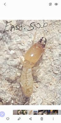 Liberty Exterminators And Wildlife Removal