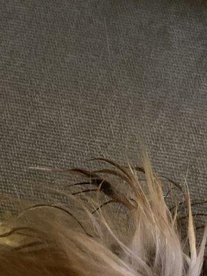 Bow Wow & Meows Grooming Spa