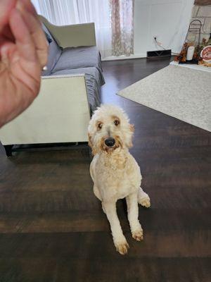 Poor baby ,how pitiful. Never going to Barks and bubbles again!