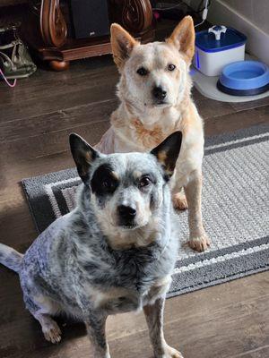 Patty’s Paws Academy