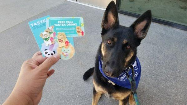 Tastea A Spooky Paw Tea