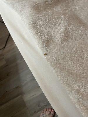 Bed bugs!!!!