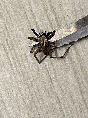 Best Western Johnson City Hotel & Conference Center