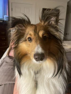 Amy's Posh Pups Grooming Salon