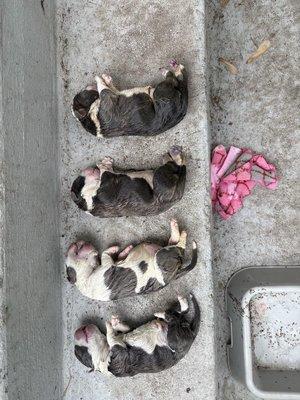 Staples Veterinary Clinic