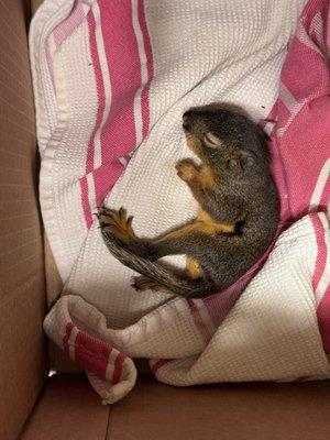 West Sound Wildlife Shelter