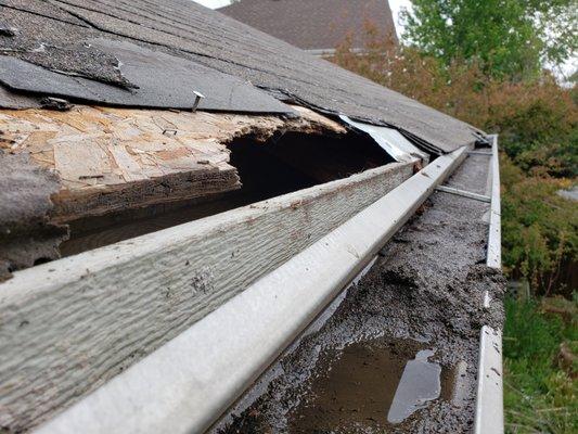 Elite Animal Control