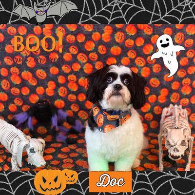 Woof Gang Full Service Doggy Daycare and Grooming Salon