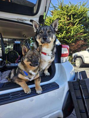 Sheryl Carver, Dog Trainer / Behaviorist