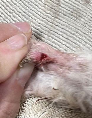 South Bay Dog Grooming