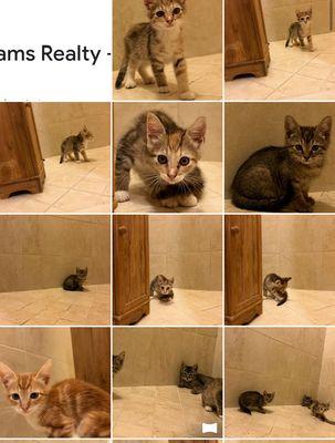 Wilton Animal Rescue