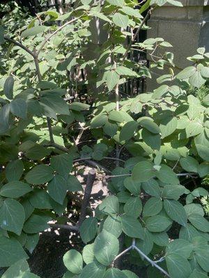 Contour Landscaping Inc