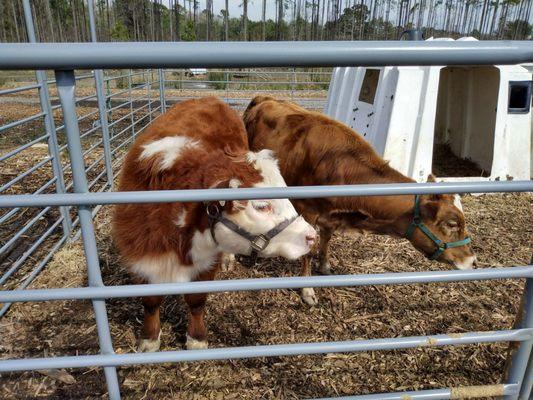 Ashley Ridge High School