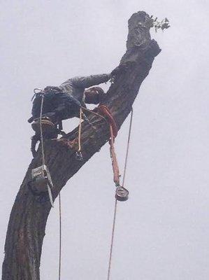 Canopy Tree Specialists