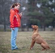 Ultimutt K9 Services