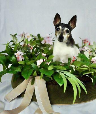 St. Paul Pet Hospital