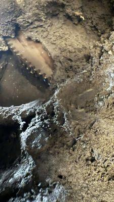 Fly wheel replacement.