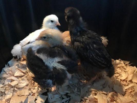 Duck 'n Coop Hatchery