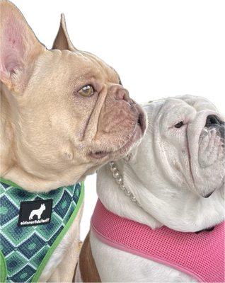 Porters Neck Veterinary Hospital