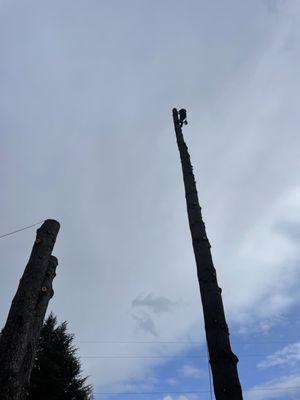 Baltazar Tree Service