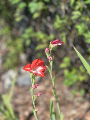Coral Springs Sportsplex Park