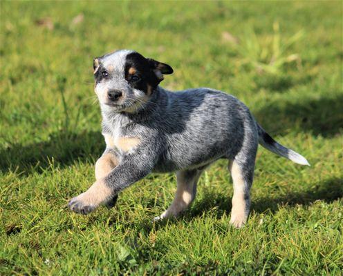 EFR Mini Heelers