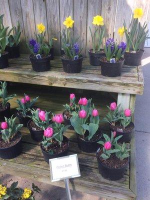 Beining Nursery & Landscaping