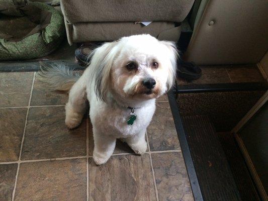 Mr. Otis all clean and handsome after a visit to Critter Clippers!