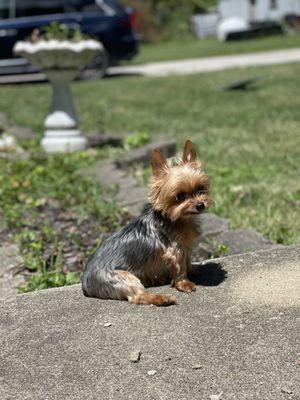 The Paw Spaw Dog Grooming