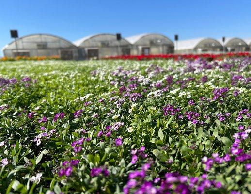 Purple and White Alyssum in front of our green houses