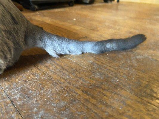 Yankee Doodle Pet Spa