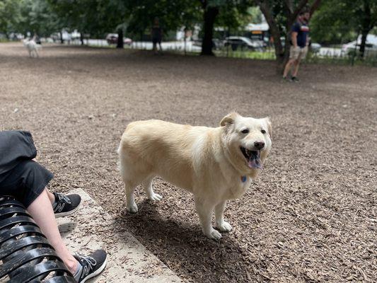 Horner Dog Friendly Area