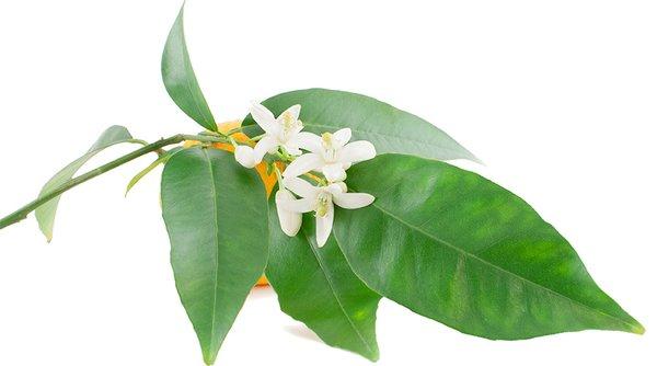 Shen Rose Skin and Healing