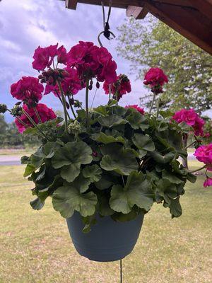 Blooms Greenhouse