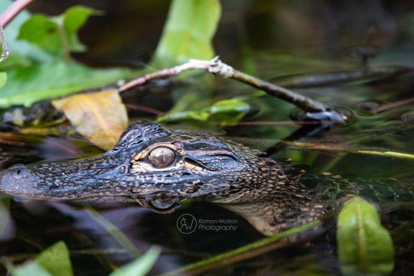 Roman Watson Photography