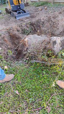 Law's Tree & Stump Removal