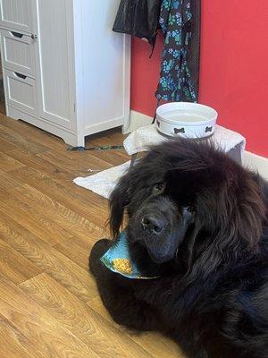 Pups n Suds Grooming Salon