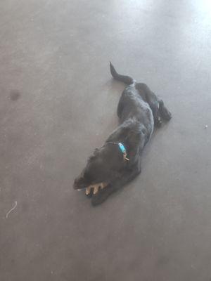 Ugly Dog Daycare & Training