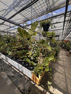Alpine Nursery & Landscape