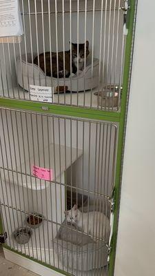 My cat is no meanie... but I am sure she was stressed out not being at home. so I don't blame them for making that assumption