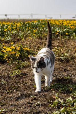 Point Arena Light Station