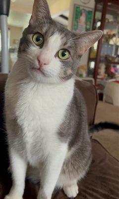 Hemet Animal Hospital