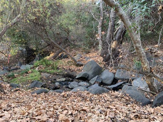 Chicarita Creek Self Guided Trail