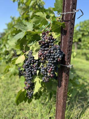The grapes in the vineyard!!