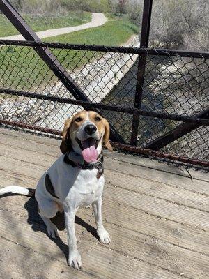 Shampoodles Doggie Day Spa