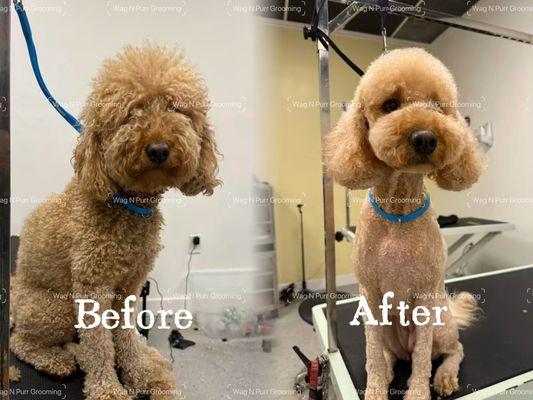 Wag N Purr Grooming