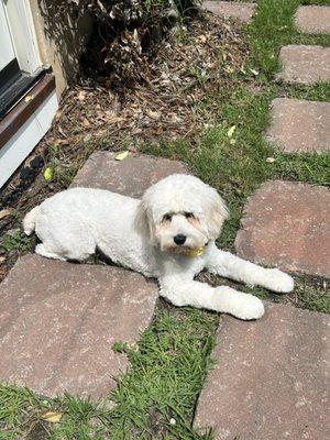 Dog Training Now Charleston